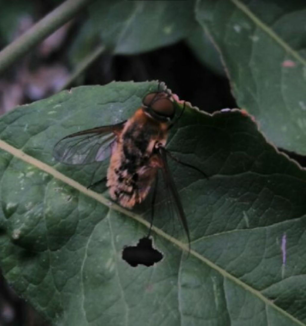 Bombyllidae:  cfr. Villa sp.